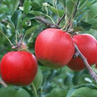  Fresh Fruits Red Fuji Apples For
