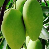 Langra Mango