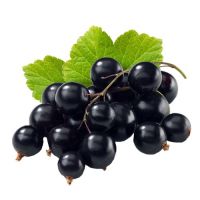 Black Currant