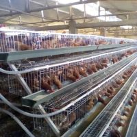 Cheap Galvanized Poultry Hen Chicken Cages