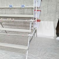 Best Sale Poultry Battery Egg Layer