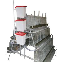 Automatic Animal Poultry Layer Chicken Breeding