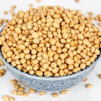 Sprouting and Food Grade Yellow Soybeans Top Quality Dry Soya Beans Non-gmo Soybean