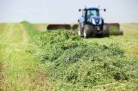 Alfalfa Hay