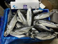 Frozen Pacific Mackerel (Scomber Japonicus) &Atilde;&cent;&iuml;&iquest;&frac12;&iuml;&iquest;&frac12; Whole Round, High Quality, Bulk Export