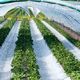 100% Biodegradable Plastic Mulch Film For