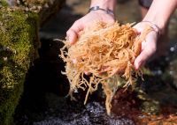 NATURAL SEA MOSS FROM VIETNAM SUPPLIER