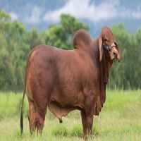 Brahman bulls cow