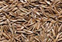 Italian Ryegrass Seeds