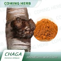 High Quality Instant Powder Chaga Mushroom