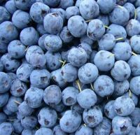 Best Price Fresh Blueberry