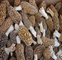  Frozen Mushrooms