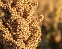 Sorghum