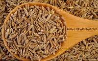 Paspalum Seed Ginseng Herbal-medicines Seed