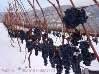 Grape Seedlings Cold-resistant Cold Limit