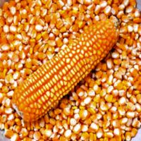 Yellow  and white corn