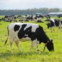 Live Dairy Cows and Pregnant Holstein Heifers Cow for sale