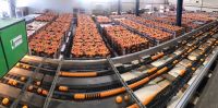 Premium Egyptian Valencia Oranges (Juice Quality