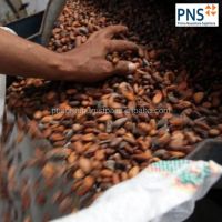 Forastero Cocoa Bean Products Premium Quality Green Dried Cacao Beans From North Sumatra Indonesia for Flavouring Foods Drinks
