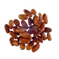 High Grade Ivory Coast Cacao Raw Cocoa Beans Top Quality Cocoa Beans Forastero Cacao Beans at Wholesale Price