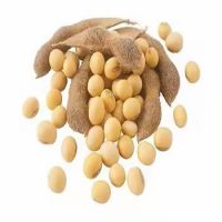 Organic GMO Yellow Soybean Dried in Bulk for Convenient Use