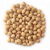 High Quality Soybean / Soya Bean for Sale Sprouting Yellow Soybean NON GMO Packaged Organic Dried High Protein