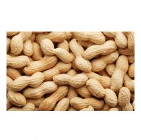 Wholesale Natural Organic First Grade Shelled Peanut Bulk Raw Peanut Sorting Peanuts Nuts &amp; Kernels