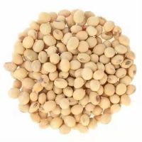 Good Quality Organic Dried Soybeans Seeds for Sale