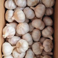Fresh White Garlic Factory Pure White Fresh Garlic Price Bulk Normal White Garlic