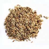 Hot Selling Price Organic Rye Grains