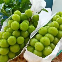 High Quality Fresh Export Grape Fresh