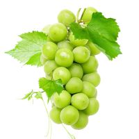 New Fresh Fruit Citrus Maturity GREEN