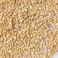 Durum Wheat Hard Wheat Grain Whole Sale Prices Cheap Price Wholesale Organic Whole Wheat Grain for Sale in Bulk