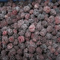 Wholesale Fresh Blackberry Wild Unsweetened Blackberries