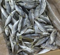 Frozen Seafood And Fish Frozen Mackerel