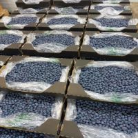 New Season High Quality Fresh Product