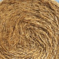 Export Quality (Wheat Straw) hay Bales Best Wheat hay Bales Alfalfa Animal Feed