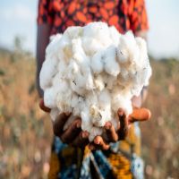 High Quality Bulk Raw Cotton