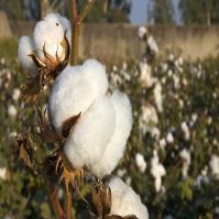 Organic Raw Cotton Bales Ready For