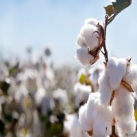 Wholesale Organic Raw Cotton Bales Ready