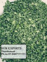 moringa leaf
