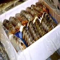 HEAP FROZEN LOBSTER / FROZEN LOBSTER TAIL / FRESH LIVE LOBSTER