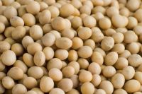 Soybeans /Soya Bean (8.0mm) with High Quality