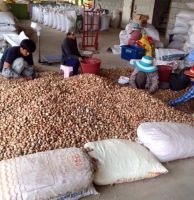 Dried Betel Nut Areca Nut