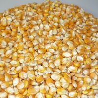 GRADE A YELLOW CORN ANIMAL FEED