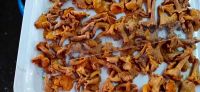 Mushrooms In Brine And Dried