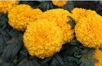 Marigold Seeds
