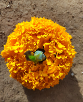 Marigold Seeds