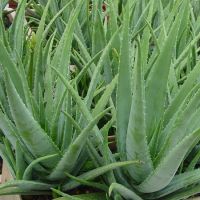 Fresh Green Aloe Vera Leaves