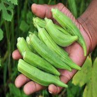 African Fresh Green Okra/ Fresh Green